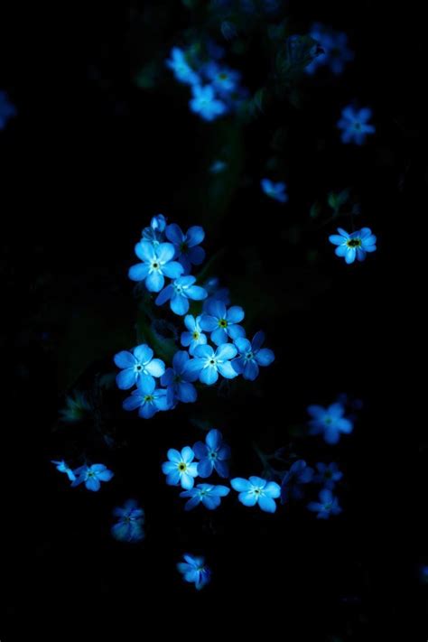 Blue Flower Wallpaper Dark Aesthetic