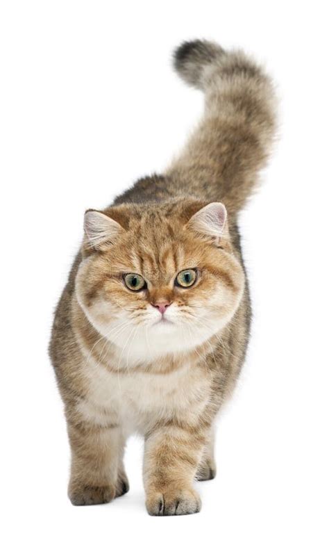 British Shorthair Price Ph British Shorthair