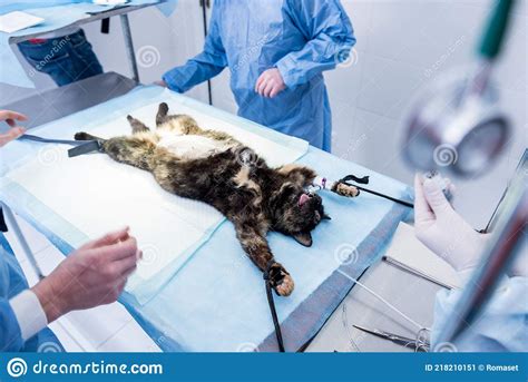 Veterinary Surgeon Is Preparing Cat For Neutering Surgery Stock Image