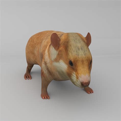 Hamster 3d Model Rigged And Low Poly Game Ready