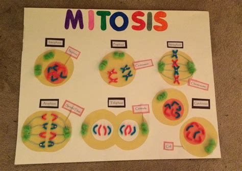 Mitosis 7th Grade Science Project 7th Grade Science Projects Biology Projects Science Projects