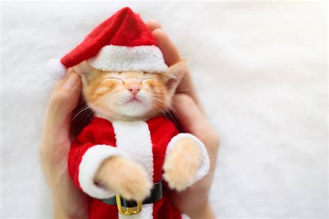 40 Ginger Cat In Santas Costume Stock Photos Pictures And Royalty Free