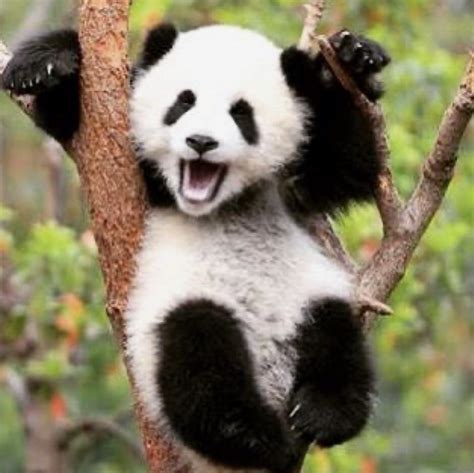Casper Panda Panda Bear Panda Funny Panda Images