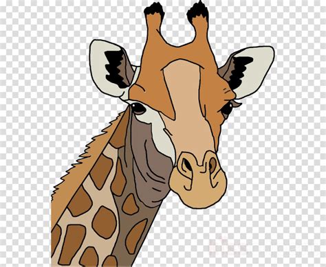 Download High Quality Giraffe Clipart Head Transparent Png Images Art