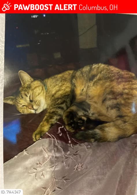 Lost Female Cat In Columbus Oh 43213 Named Callie Id 7144347 Pawboost