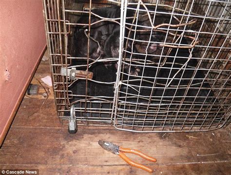 Couple Kept Two Dogs In Cage Behind Sofa For 22 Hours A Day For Two