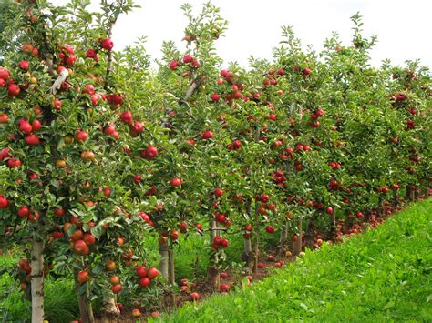 Apple trees are among the most common fruit trees in our orchards. Dwarf Fruit Trees You Can Grow in Any Yard