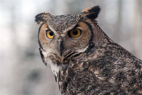 Great Homed Owl Bubo Virginianus Stock Image Image Of Falcon Bird