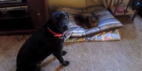 Sly Cats Stealing Doggie Beds Funny Video