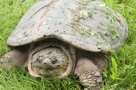 Creature Feature Snapping Turtle Raritan Headwaters