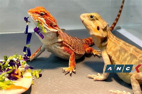 What You Need To Know Before Getting A Bearded Dragon Abs Cbn News