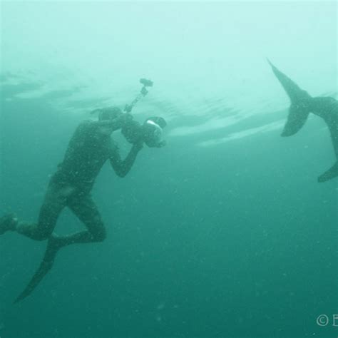 Alaska Shark Free Diving And Scuba Diving Trips4trade