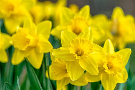 Bunch Of Yellow Daffodils Stock Photo Download Image Now Istock