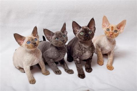 Devon Rex Cat Info History Personality Kittens Pictures