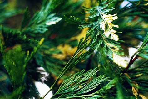 무료 이미지 자연 분기 잎 꽃 여름 녹색 상록수 공원 식물학 정원 전나무 크리스마스 트리 구과 식물