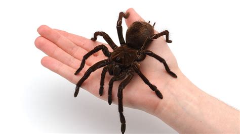 The Biggest Spider Spider Bite Treatment