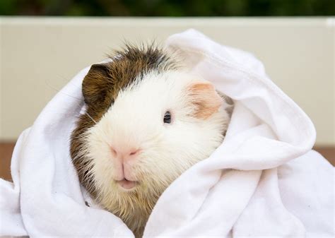 How Often Should I Bathe My Guinea Pig Guinea Pig Health Guinea