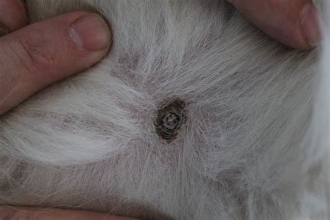 Veterinary Practice Black Spots On Dogs Nipples