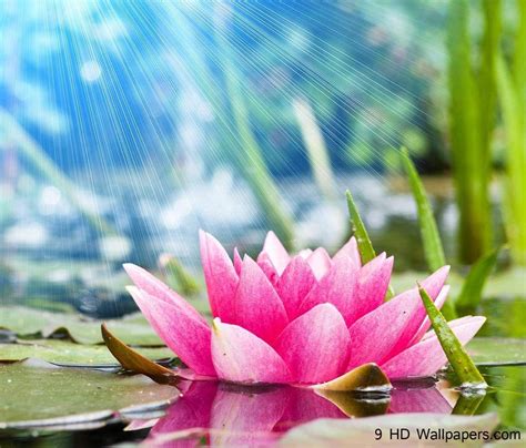 Water Lotus Wallpapers Top Free Water Lotus Backgrounds Wallpaperaccess