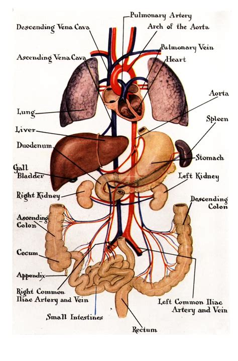 Chart Of Internal Organs Female