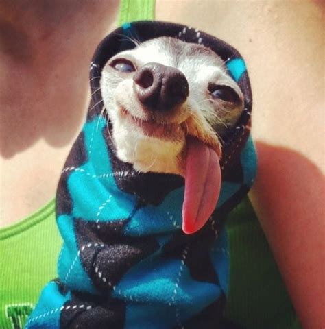 20 Animals Who Can Cheer You Up Better Than Any Comedian
