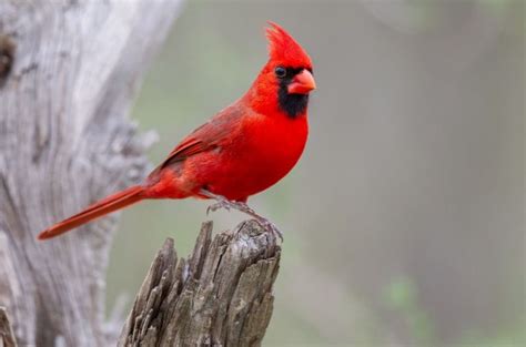 11 Birds That Are Red And Black Inc Awesome Photos Birds Advice