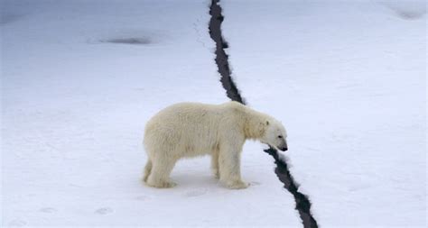 Free Download Bing Images Polar Bears Polar Bears Near Churchill