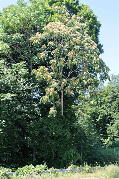 Tree of Heaven: An Immigrant Thriving in New York and Beyond - Science