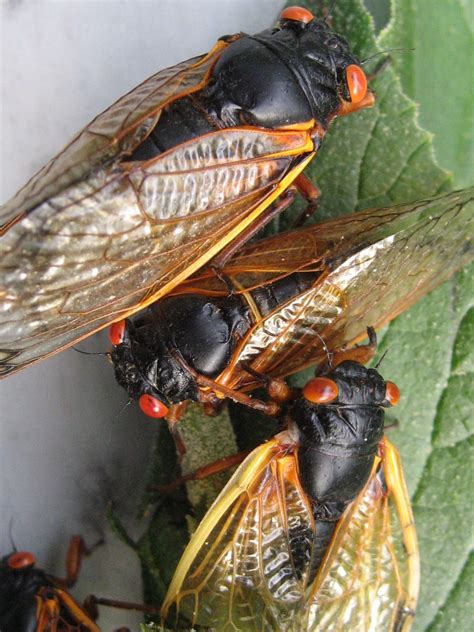 Seventeen Year Cicadas That Hatched Here In Chicago In 2007 They All