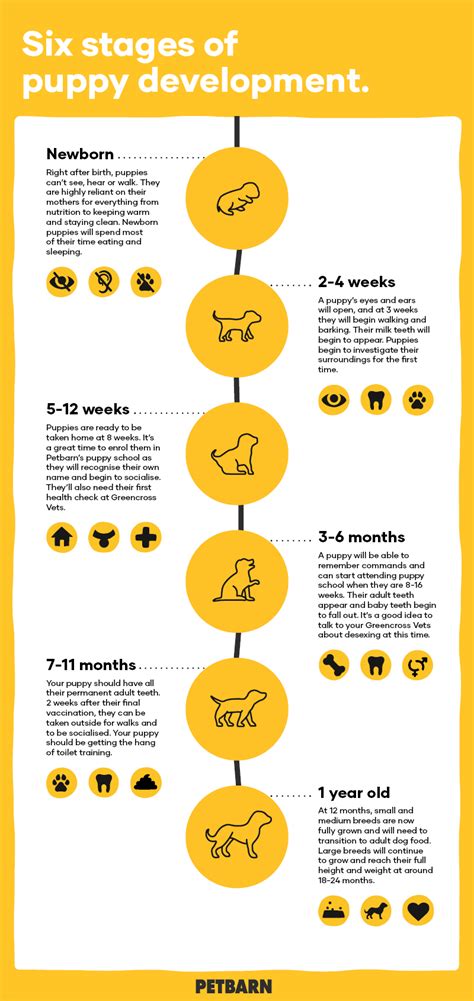 The developmental tasks of this period all involve learning appropriate social behavior with other dogs. Your Puppy's Development Stages | Petbarn
