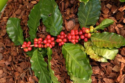 How To Grow A Coffee Plant