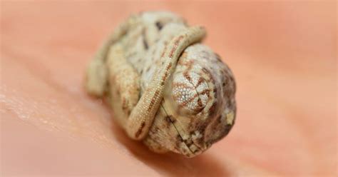 There are more than 100 subspecies worldwide that fall under this umbrella term. Newborn Baby Chameleon Doesn't Realize He's Already Out Of ...