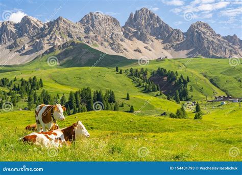 Idyllic Alps With Livestock On Green Pasture Stock Image Image Of