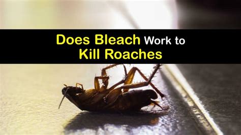 Bleach And Roaches Using Bleach On Cockroaches