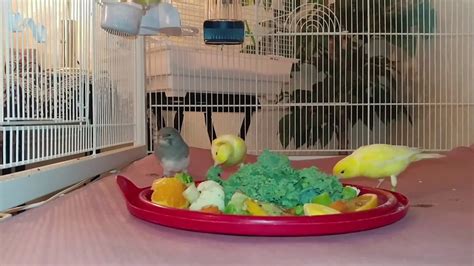 My Beautiful Canaries And Finches In A Mixed Aviary Having Their Daily