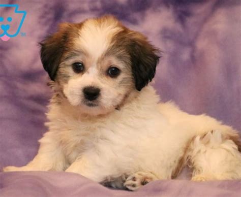 Shichon Teddy Bear Puppies For Sale Puppy Adoption Keystone Puppies