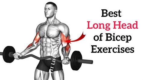 12 Best Long Head Bicep Exercises For Massive Peaks