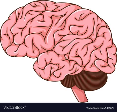 Human Brain Cartoon Royalty Free Vector Image Vectorstock