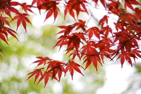 Free Download Hd Wallpaper Red Maple Leaf Leaves Branches Glare