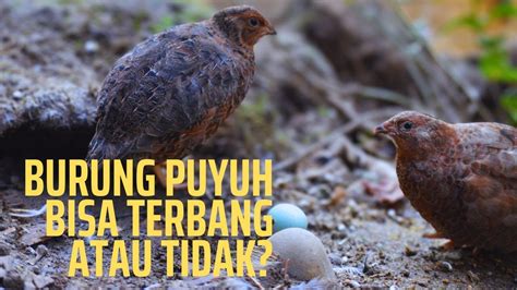 Burung Puyuh Bisa Terbang Atau Tidak Youtube