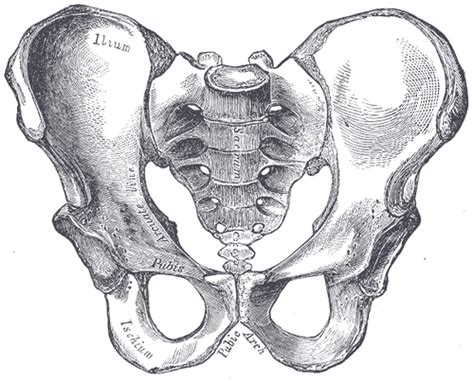 Bassin Anatomie Vikidia Lencyclopédie Des 8 13 Ans