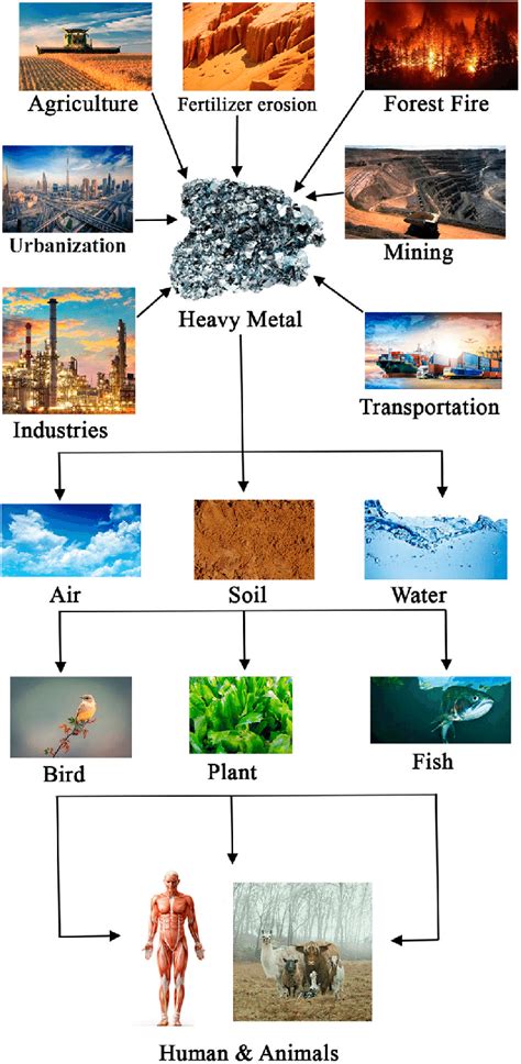 Sources And Effects Of Heavy Metals Download Scientific Diagram
