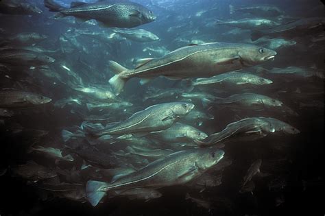 Bycatch Slows Recovery Of Grand Banks Cod Wwf