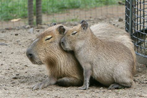 Le Cute Capybara Totem Capybara Cute Little Animals T