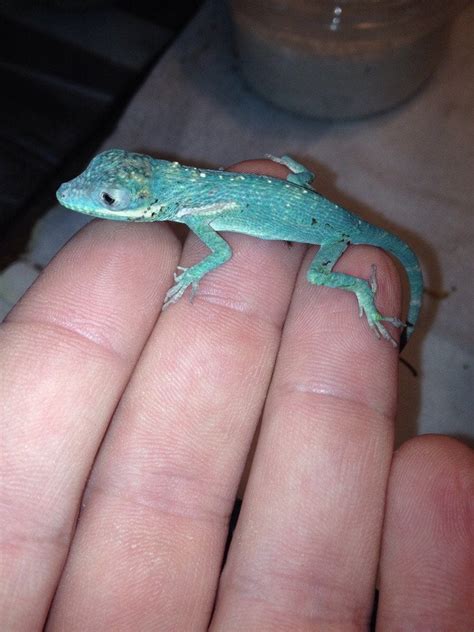 Day Two Of My Baby Knight Anole Ill E Posting Weekly Updates But I