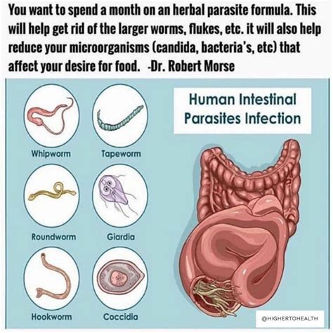 To Purchase Our Parasite Cleanse Visit Our Website Highertohealth