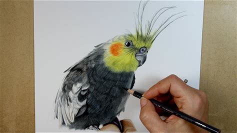 They are regarded as good pets bird having good sound. Speed Drawing: Drawing a Cockatiel in Colored Pencil - YouTube