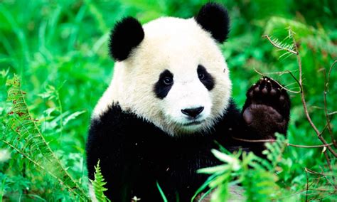 Oso Panda Información Qué Come Dónde Vive Cómo Nace