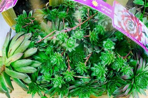 How To Plant And Grow Hens And Chicks The How To Home