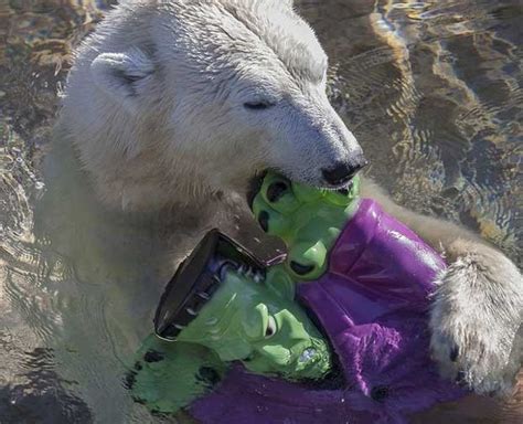 Polar Bear Drowns Frankenstein Seeker